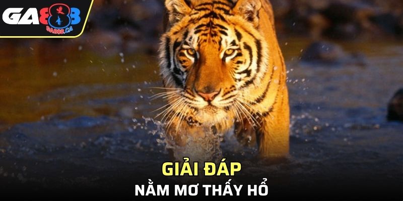 Các trường hợp nằm mộng thấy hổ từ chuyên gia