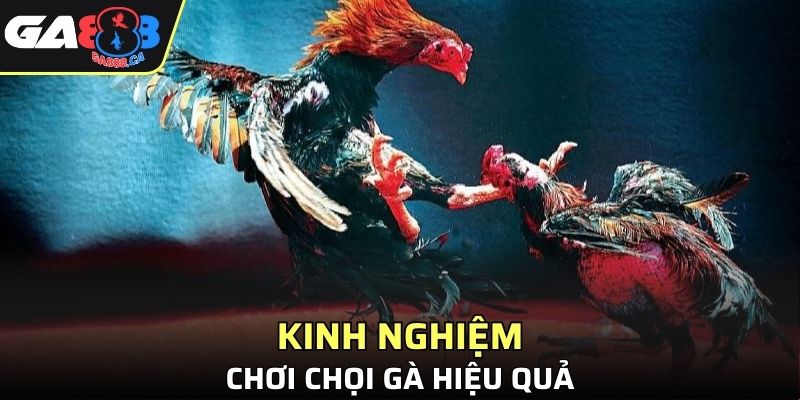 Cách chiến thắng chọi kê đơn giản từ người cũ