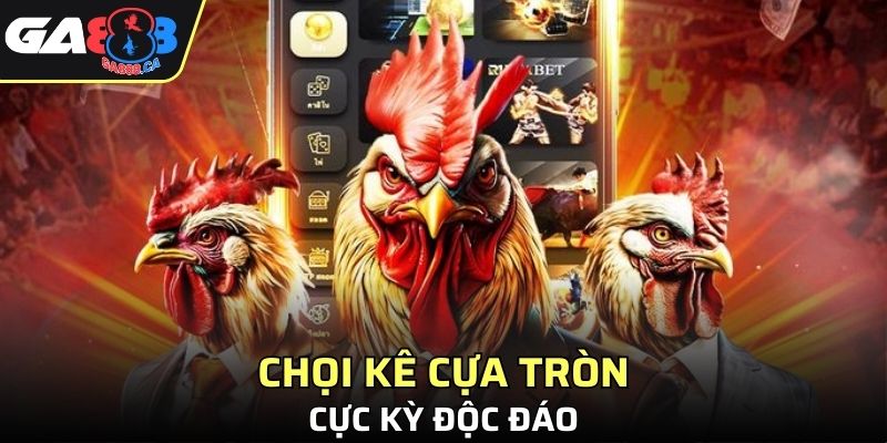Chọi kê cựa tròn độc đáo