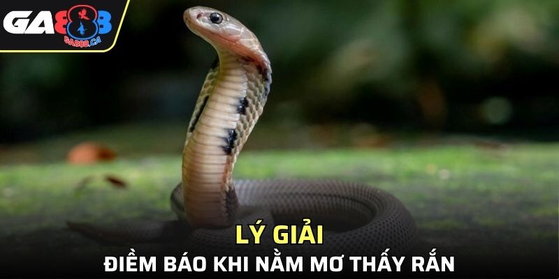 Chuyên gia GA888 lý giải điềm báo trong mộng