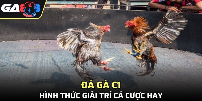 Đá Gà C1