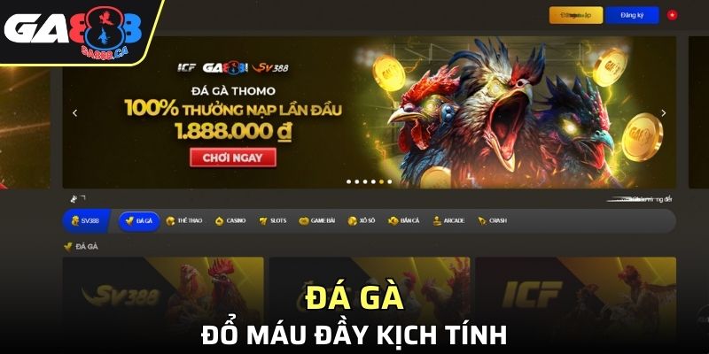 Đá gà đổ máu đầy kịch tính