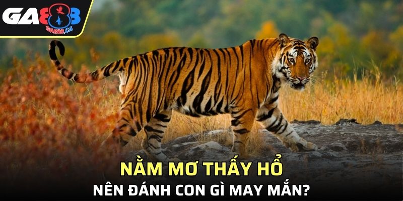 Đánh con gì cho đỏ khi mộng về loài động vật này