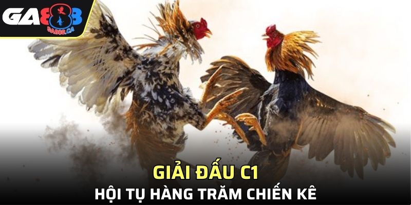 Giải đấu C1 có sự góp mặt của hàng trăm chiến kê xuất sắc