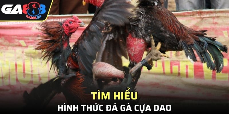 Khám phá bộ môn tranh tài độc đáo đá gà cựa dao