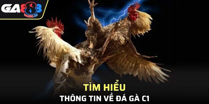 Khám phá thông tin nổi bật về sự kiện đá gà C1