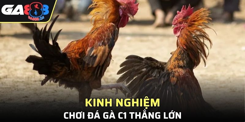 Kinh nghiệm chọi kê C1 thắng lớn và ôm trọn lãi khủng