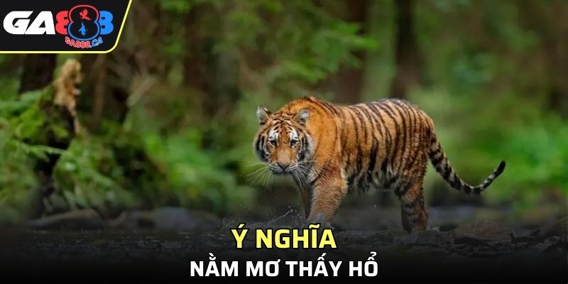Lý giải ý nghĩa và nguyên nhân nằm mơ thấy hổ
