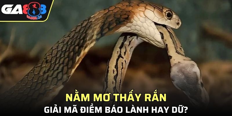 Nằm Mơ Thấy Rắn