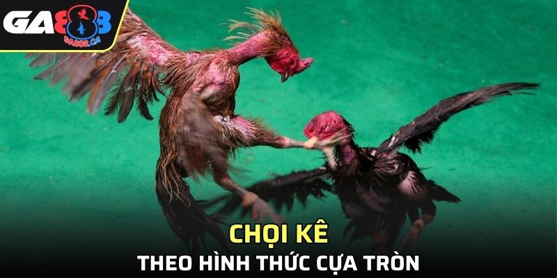 Phiên bản chọi kê cựa tròn cực hấp dẫn