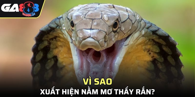 Vì sao xuất hiện việc nằm mơ thấy rắn?